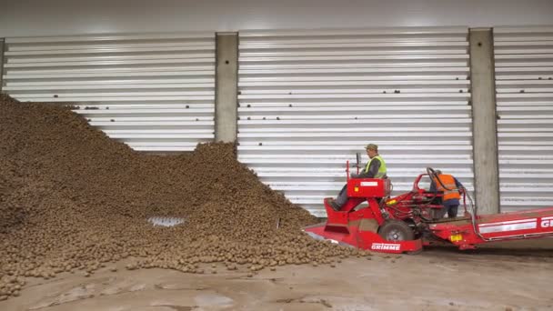 CHERKASY, UKRAINE, APRIL 28, 2020: worker on special machine, equipment, serves potatoes on sorting conveyor belt in warehouse. potato harvest, sorting, processing. — Stock Video