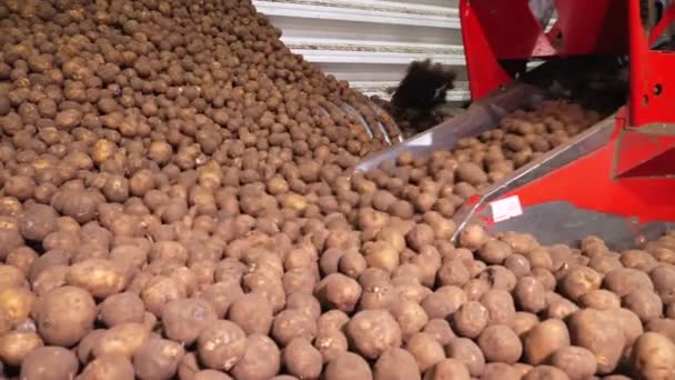 Close-up, speciale machine, apparatuur, serveert aardappelen op sorteerband in magazijn. aardappeloogst, aardappelopslag. aardappelgrondstoffen voor de levensmiddelenindustrie — Stockvideo