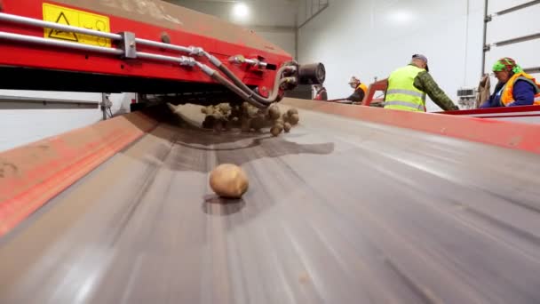 CHERKASY, UKRAINE, APRIL 28, 2020: yakın plan, patatesler taşıyıcı bantta, depoda. sıralama, patates hasadının işleme tesisine taşınması . — Stok video