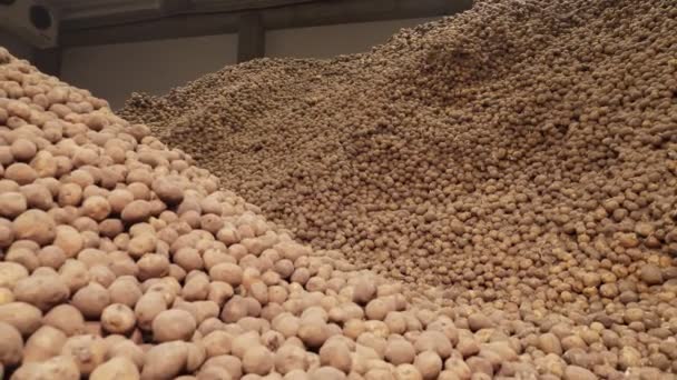 Depoda patates deposu var. Yiyecek endüstrisi için patates hammaddesi. Patates hasadı Patates dağları, patates arka planı. — Stok video