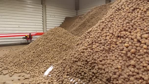 Depoda patates deposu var. Yiyecek endüstrisi için patates hammaddesi. Patates hasadı Patates dağları, patates arka planı. — Stok video