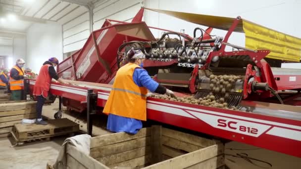CHERKASY, UKRAINE, APRIL 28, 2020: робітники стежать за якістю картоплі на сортувальному конвеєрному поясі, лінії, на складі. Сільське господарство, урожай картоплі, харчова промисловість. — стокове відео
