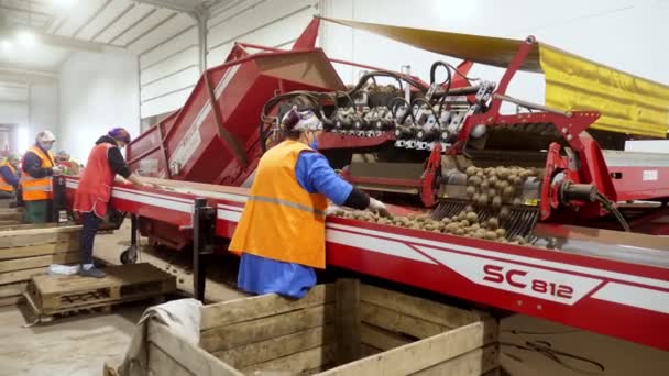 CHERKASY, UKRAINE, APRIL 28, 2020: arbetare övervakar kvaliteten på potatis på sortering transportband, linje, i lager. jordbruk, potatisskörd, livsmedelsindustri — Stockvideo