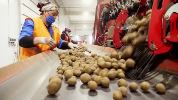 CHERKASY, UKRAINE, APRIL 28, 2020: робітники стежать за якістю картоплі на сортувальному конвеєрному поясі, лінії, на складі. Сільське господарство, урожай картоплі, харчова промисловість. — стокове відео