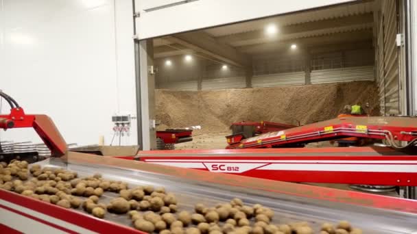 CHERKASY, UKRAINE, APRIL 28, 2020: potatoes on sorting conveyor belt.Potato存储在仓库的背景。食品工业。马铃薯收获分类加工植物 . — 图库视频影像