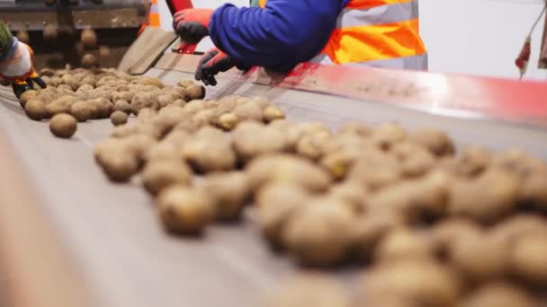 Close-up, arbeiders Handen in de handschoenen sorteren aardappelknollen op transportband, lijn, in magazijn. landbouw, aardappeloogst, voedingsmiddelenindustrie. Opslag van aardappelen — Stockvideo