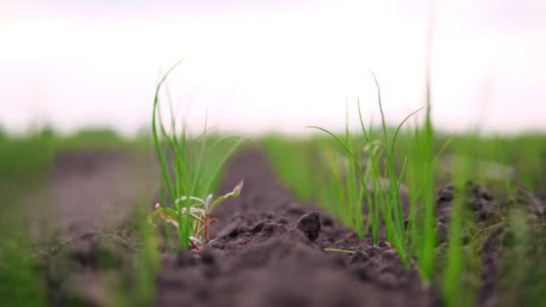 Nahaufnahme. Auf dem Feld wachsen Reihen von ausgesäten jungen Zwiebeln. Junge grüne Triebe ragen aus der Erde, dem Boden. Frühling. Landwirtschaft, ökologischer Landbau. — Stockvideo