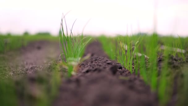 Primo piano. file di cipolla giovane seminata crescono sul campo. giovani germogli verdi sporgono dal terreno, terreno. Primavera. agricoltura, agricoltura biologica . — Video Stock