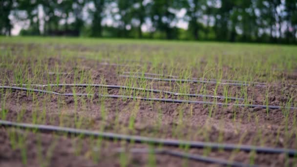 La cebolla joven sembrada crece en el campo. sistema de riego que se extiende entre filas de brotes de cebolla verde joven, que sobresalen del suelo. Primavera. agricultura, agricultura ecológica . — Vídeos de Stock