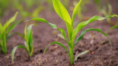 Yakın plan. Genç mısırlar tarlada yetişir. Bir sıra taze yeşil mısır filizleri topraktan çıkıyor. Bahar. tarım, eko tarımı