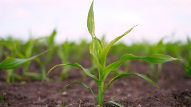 Yakın plan. Genç mısırlar tarlada yetişir. Bir sıra taze yeşil mısır filizleri topraktan çıkıyor. Bahar. tarım, eko tarımı