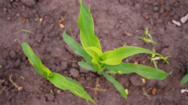 Üst Manzara. Yakın plan. Genç mısırlar tarlada yetişir. Genç yeşil mısır filizleri topraktan çıkıyor. Bahar. tarım, eko tarımı