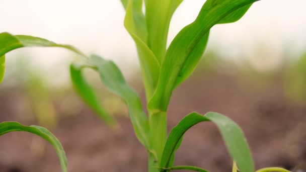 Primer plano. maíz joven crece en el campo. filas de brotes de maíz verde joven sobresalen del suelo, el suelo. Primavera. agricultura, agricultura ecológica — Vídeo de stock