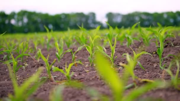 Primer plano. maíz joven crece en el campo. filas de brotes de maíz verde joven sobresalen del suelo, el suelo. Primavera. agricultura, agricultura ecológica — Vídeo de stock