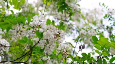 Gökyüzüne karşı yemyeşil yaprakları olan beyaz akasya çiçekleri. Ormanda ilkbahar. güzel bahar arkaplanı