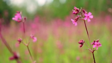 Yakın plan, güzel pembe çiçekler bulanık yeşil çimen arka planda. Ormanda ilkbahar. Doğadaki kozmos çiçekleri, tatlı arka plan, bulanık çiçek arkaplanı