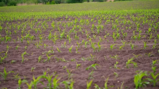 若いトウモロコシが畑で育つ。若い緑のトウモロコシの芽の列が地面、土壌から突き出ています。春だ。農業環境農業 — ストック動画