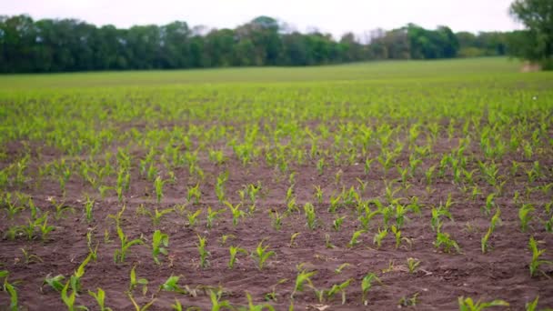 Mladá kukuřice roste na poli. Ze země vyčnívají řady mladých zelených výhonků kukuřice, půda. Jaro. zemědělství, ekologické zemědělství — Stock video