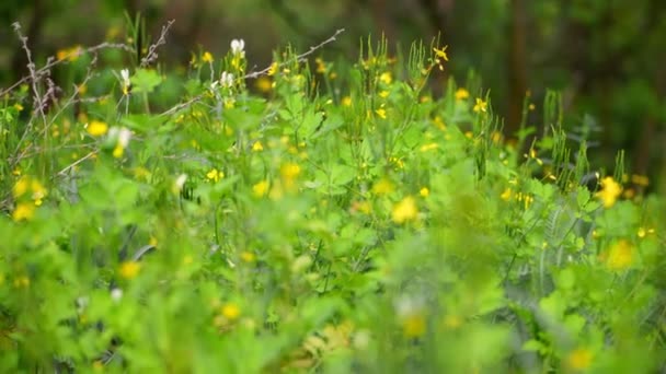 緑豊かな緑の葉を持つセラン科の草と緑の草の背景に明るい黄色の花を咲かせます。森の中の春。美しい春の背景 — ストック動画