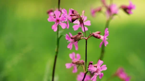 Nahaufnahme, schöne rosa Blüten auf einem verschwommenen grünen Grashintergrund. Frühling im Wald. Kosmos Blumen in der Natur, süßer Hintergrund, verschwommene Blume Hintergrund — Stockvideo