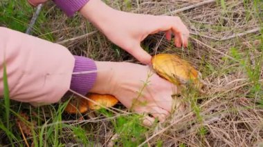 Yakın plan, kadın eli. Ormanda mantar toplayan bir kadın. İki büyük mantar buldu..