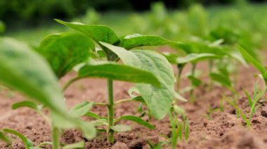Yakın plan. Genç ayçiçekleri tarlada yetişir. Sıralar halinde yeşil ayçiçeği filizleri topraktan, topraktan çıkıyor. Bahar. tarım, eko tarımı