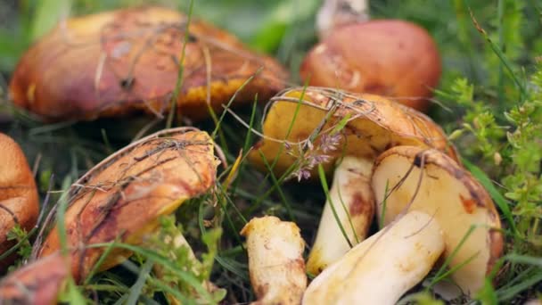 Close-up, op het groene gras liggen grote bruine champignons. eetbare paddenstoelen uit het bos. oogst — Stockvideo