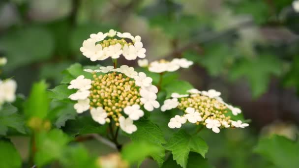 Primo piano, viburno in fiore in primavera. eco turismo verde — Video Stock