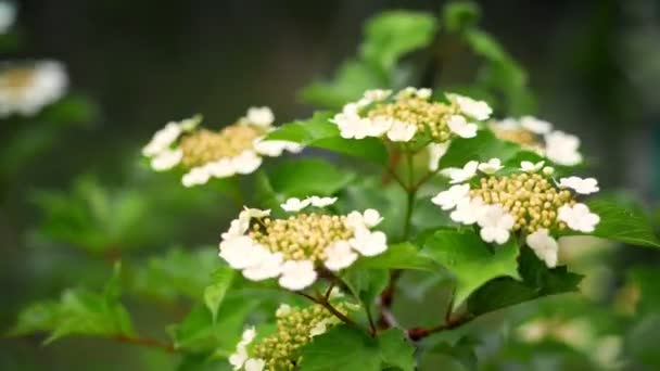 봄에 꽃을 피우는 근접 사진입니다. 친환경 관광 — 비디오
