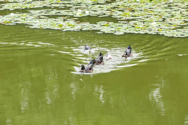 Утки купаются в пруду — стоковое фото