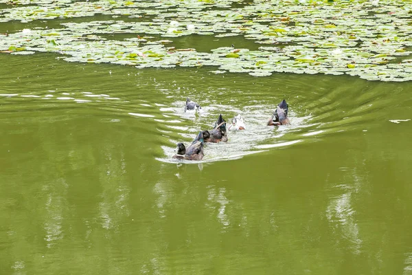 Enten schwimmen im Teich — Stockfoto