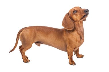 Beyaz arka plan üzerinde izole dachshund köpek