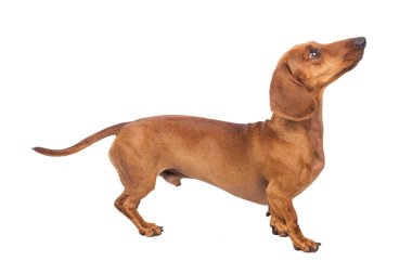 Beyaz arka plan üzerinde izole dachshund köpek