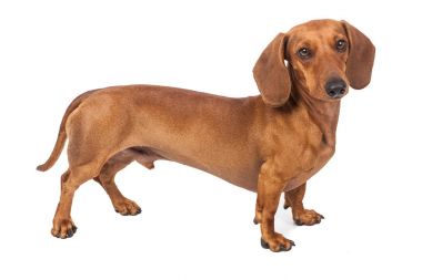 Beyaz arka plan üzerinde izole dachshund köpek