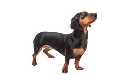 Beyaz arka plan üzerinde izole dachshund köpek