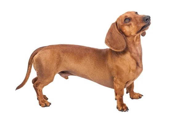 Beyaz arka plan üzerinde izole dachshund köpek