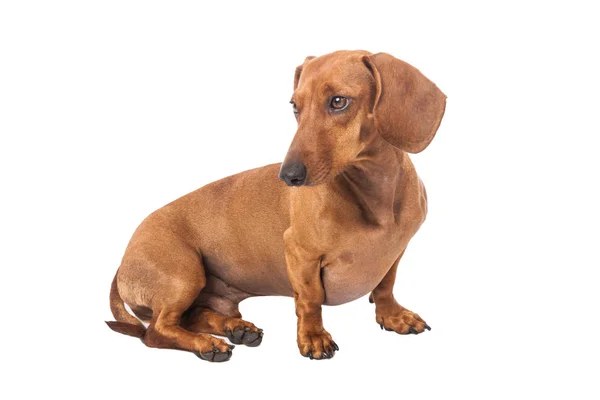 Tax Hund Isolerade Över Vit Bakgrund — Stockfoto