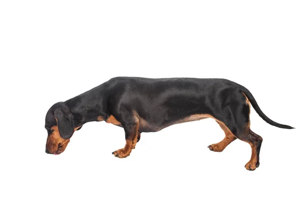 Дахшундська Собака Ізольована Білому Тлі — стокове фото
