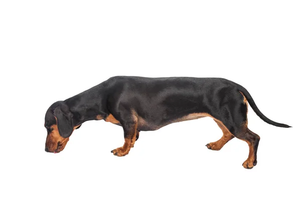 Beyaz arka plan üzerinde izole dachshund köpek