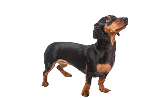 Beyaz Arka Plan Üzerinde Izole Dachshund Köpek — Stok fotoğraf