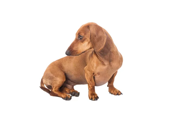 Dachshund Dog Isolado Sobre Fundo Branco — Fotografia de Stock