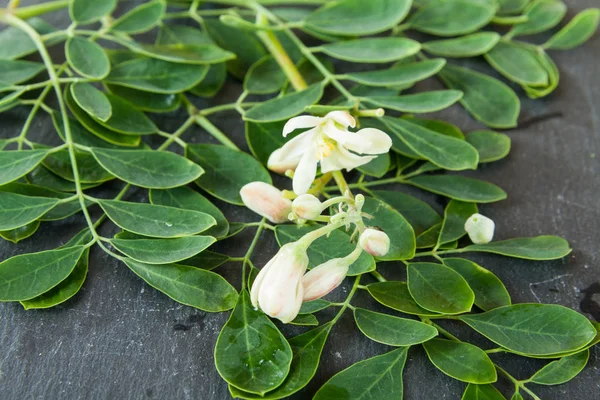 Árbol Vida Moringa Oleifera Planta Medicinal — Foto de Stock