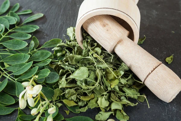 Strom Života Moringa Oleifera Léčivá Rostlina — Stock fotografie