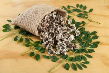 Organic moringa seeds - Moringa oleifera clipart
