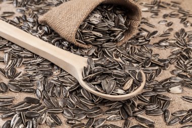 ayçekirdeği - Helianthus annuus