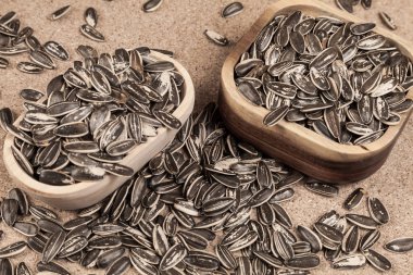 ayçekirdeği - Helianthus annuus