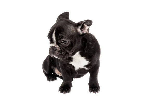 Mascote Macio Bebê Bulldog Francês Preto Foto Fundo Branco — Fotografia de Stock