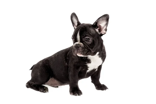 Mascote Macio Bebê Bulldog Francês Preto Foto Fundo Branco — Fotografia de Stock