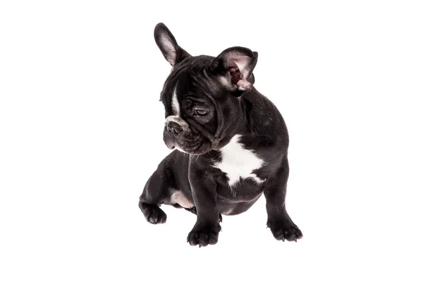 Tender Mascotte Zwart Franse Bulldog Baby Foto Witte Achtergrond — Stockfoto