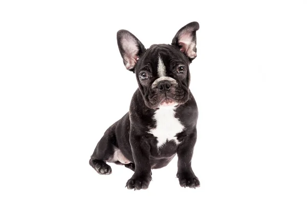 Tender Mascotte Zwart Franse Bulldog Baby Foto Witte Achtergrond — Stockfoto